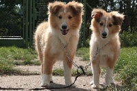 Étalon Shetland Sheepdog - Aramis Shetlandska Hvezda