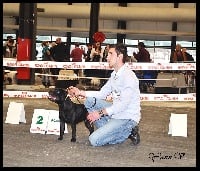 Étalon Staffordshire Bull Terrier - Fish and chips De la vauxoise