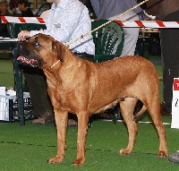 Étalon Tosa - CH. Zerii akai-tenshi laka didi