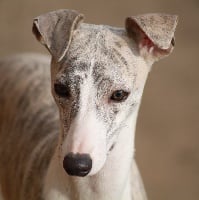 Étalon Whippet - Gentle star du clos d'Arlequin