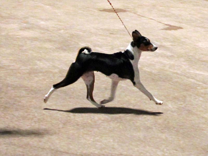 Publication : de kiungwana Auteur : durlot 