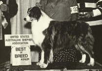 CH. tri ivory Josh mcdowell