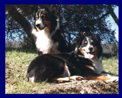 CH. Windswept of Windermere