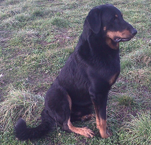 Dalton dit denver Des habits de feu