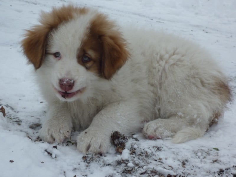 Publication : Ritterland Grif' Et Passion 