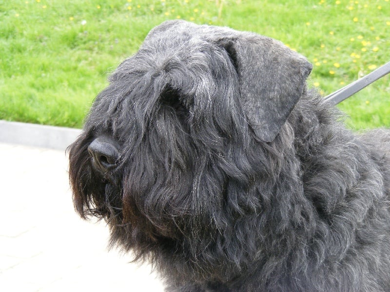 Publication : Du stav do leu