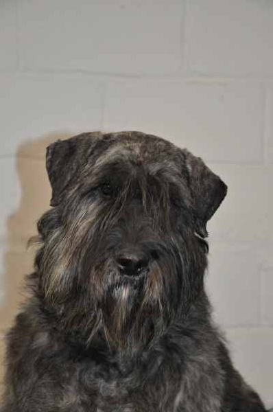 Publication : Du stav do leu