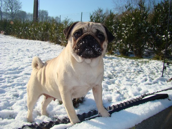 Publication : De karmachry