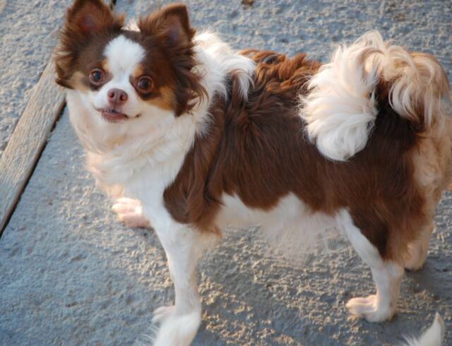 Schroeder's Spice n ice