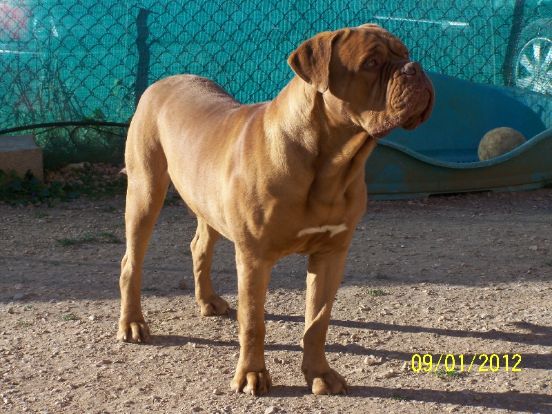 Fast-fire (Sans Affixe)