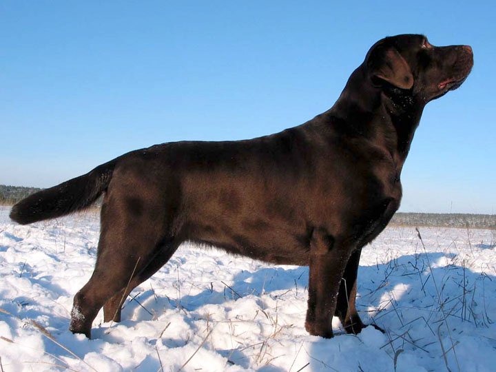 Publication : Des Monts D'aussois Auteur : Claude MICHEL