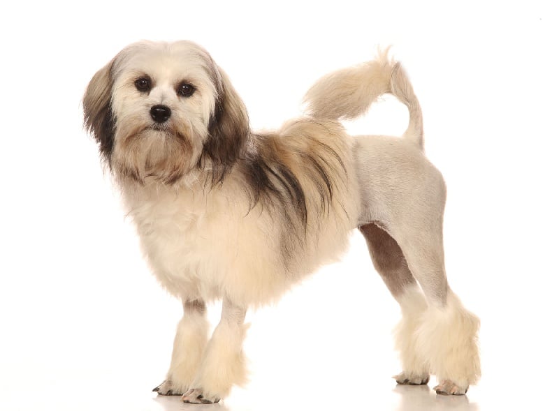 Publication : des Rock'n'roll Dogs