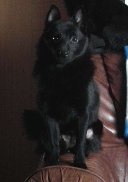 Publication : van de Moerepoort Auteur : buekenhoudt francis