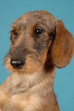 Publication : Du bois des amourettes 