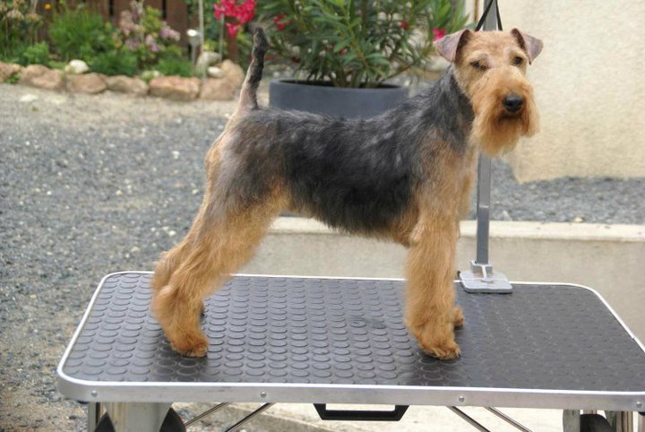 Publication : Playgirl's 