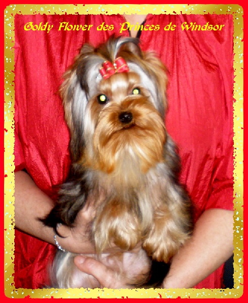  Auteur : LES PRINCES DE WINDSOR