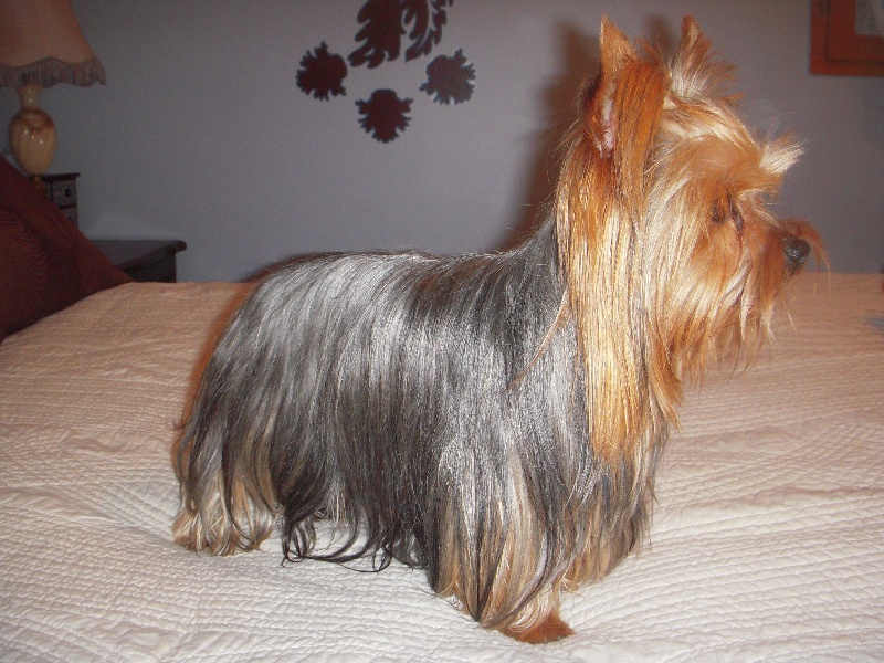 Publication : Des Terres De Maubray Auteur : Moi même