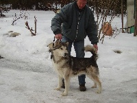 Étalon Alaskan Malamute - Fahrenheit okkomut des rives du haut Verdon