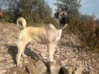 Étalon Berger Kangal - Fajarah de la Forêt des Quatre Seigneurs