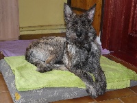 Étalon Berger de Picardie - Apolena Eltanin