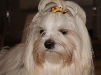 Étalon Bichon maltais - Grace kelly des cavaliers de cecvan