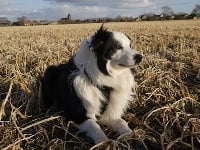 Étalon Border Collie - Ice of hypnopower