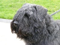 Étalon Bouvier des Flandres - Gabin Du stav do leu