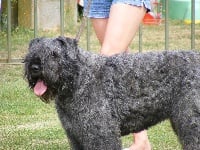 Étalon Bouvier des Flandres - Elsa Du stav do leu