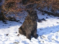 Étalon Bouvier des Flandres - Grany Du stav do leu