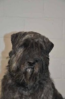 Étalon Bouvier des Flandres - Jersey Du stav do leu