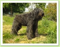 Étalon Bouvier des Flandres - Arzac de la plaine des flandres