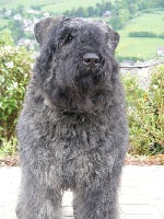 Étalon Bouvier des Flandres - Harold Du stav do leu