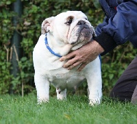 Étalon Bulldog Anglais - Lady cocca di villa eden