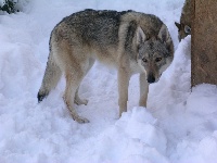 Étalon Chien-loup tchecoslovaque - Elphe De La Foret Hurlante