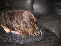 Étalon Cocker Spaniel Anglais - Queen in choclate Vom odenwald