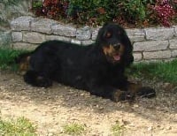 Étalon Cocker Spaniel Anglais - Edwin de la petite pinochere