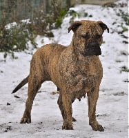 Étalon Dogue de Majorque - Elfy de l'étoile du sud