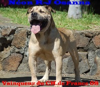 Étalon Dogue de Majorque - CH. Néon r.j osanna de l'étoile du sud