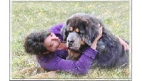 Étalon Dogue du Tibet - CH. Atyla yu (Sans Affixe)