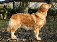 Étalon Golden Retriever - TR. CH. Feelgood Lazaryzou Billie jean ourale best of