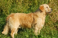 Étalon Golden Retriever - CH. Feelgood Lazaryzou En apesanteur avec simply