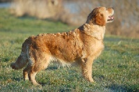 Étalon Golden Retriever - CH. Feelgood Lazaryzou Vanilla sky