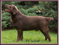 Étalon Labrador Retriever - CH. huntmor Bella mare most wanted