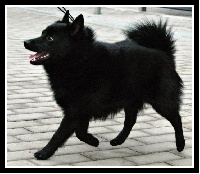 Étalon Schipperke - CH. of brave goblin Little anton