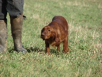 Étalon Setter irlandais rouge - pallas green Jentl