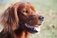Étalon Setter irlandais rouge - CH. Vesper Du val de loue