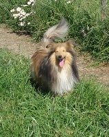 Étalon Shetland Sheepdog - Cyrus blond du Grand Pre D'Ortignac