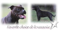 Étalon Staffordshire Bull Terrier - Favorite choice De la vauxoise