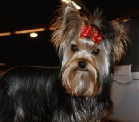 Étalon Yorkshire Terrier - Divine lady Of yorkytoons