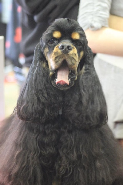 Fraise de la Coupe de Cristal